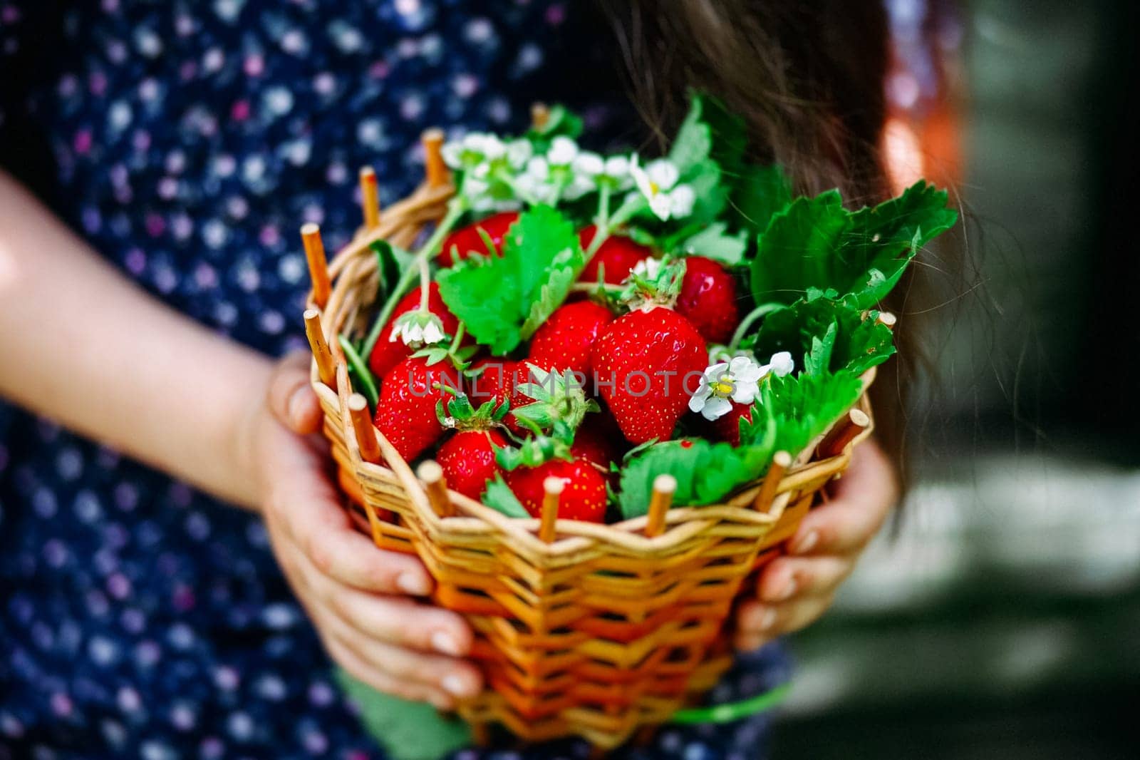 The girl holds a basket of ripe strawberries.
