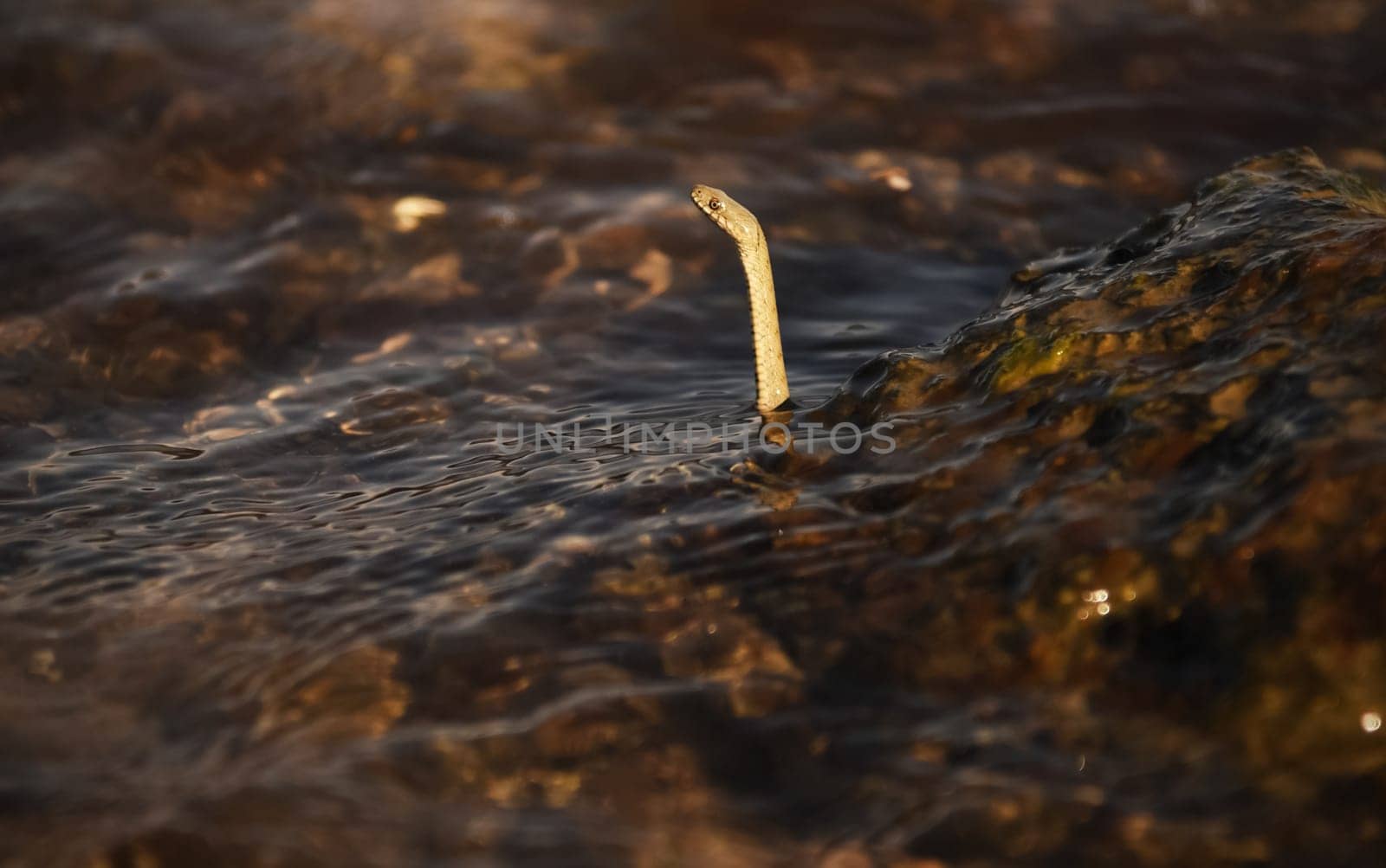 The snake raised its head above the water. A snake swims in the river.