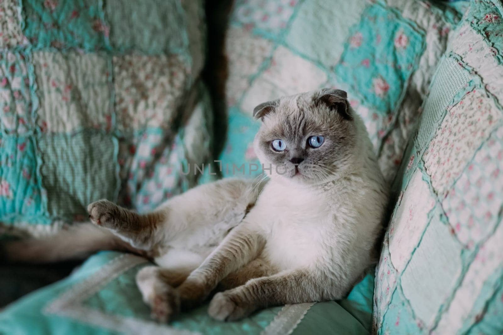 A Vistow deaf cat on the couch among the pillows.