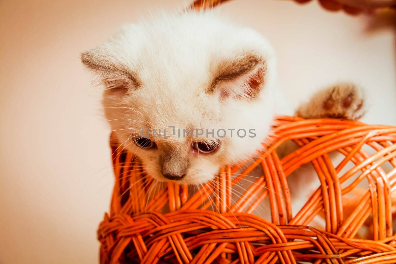 Kitten in an orange basket. Kitten is dabbling and climbing everywhere.