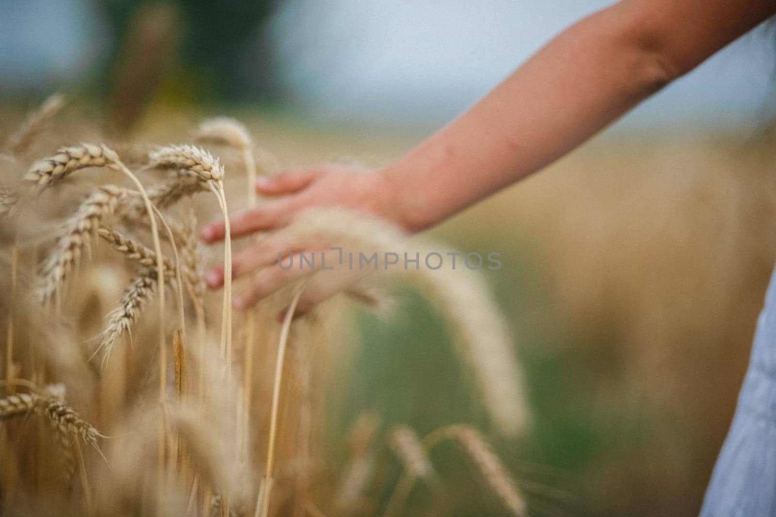 A woman walks her hand on ripe wheat.