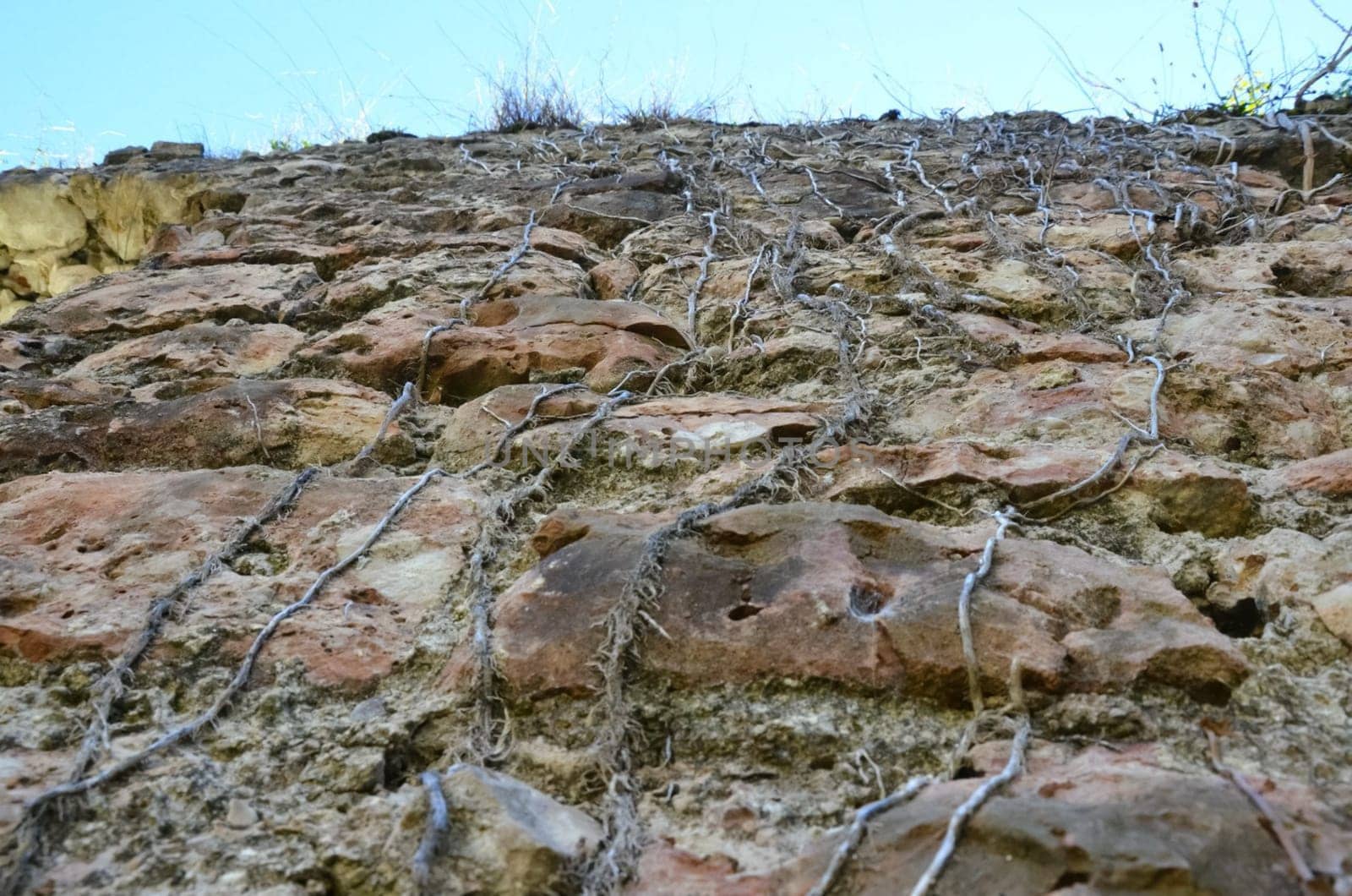 The roots of the vine plants are stistened on a stone wall.