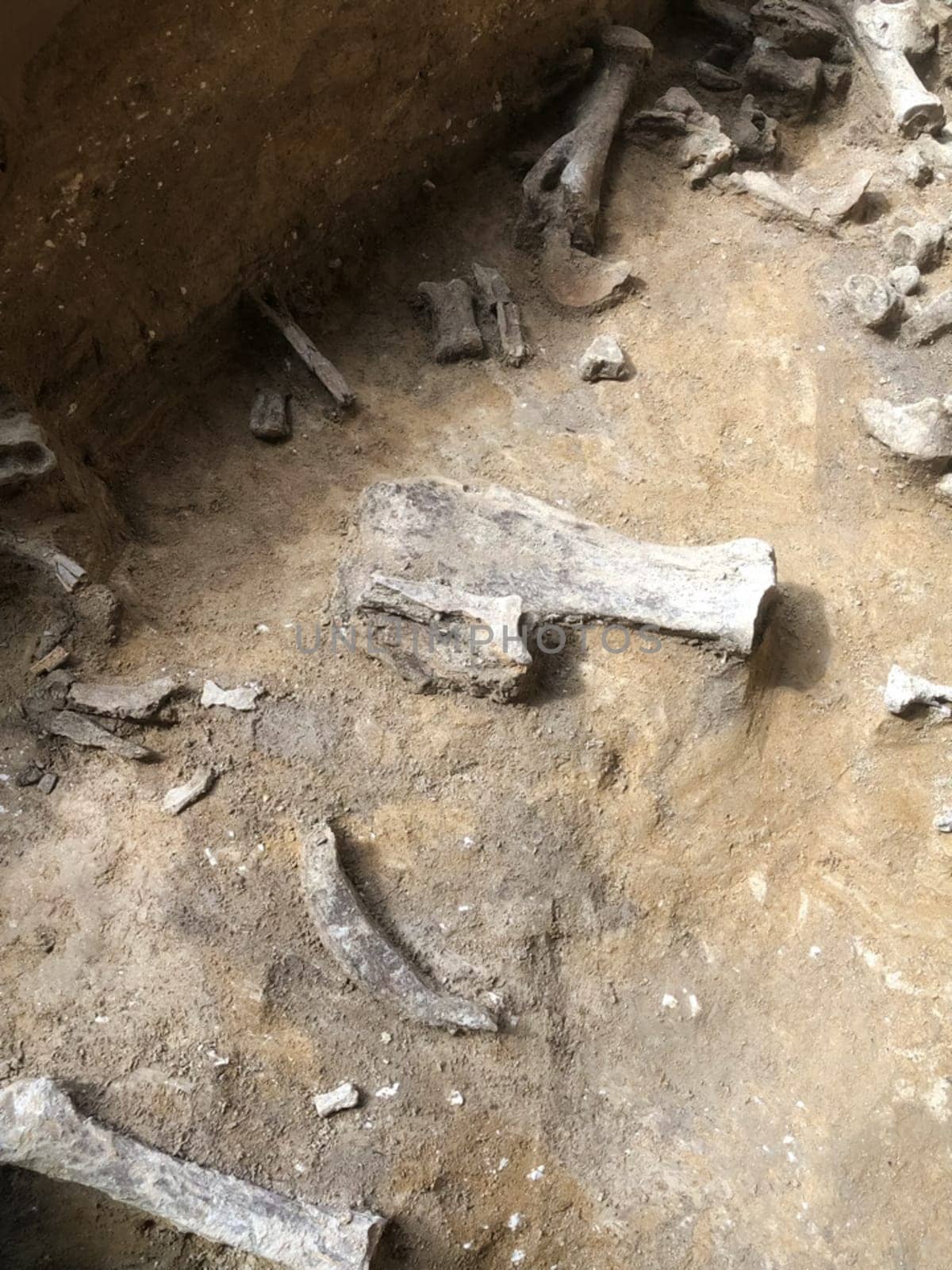The parking lot of an ancient man. Lots of animal bones.