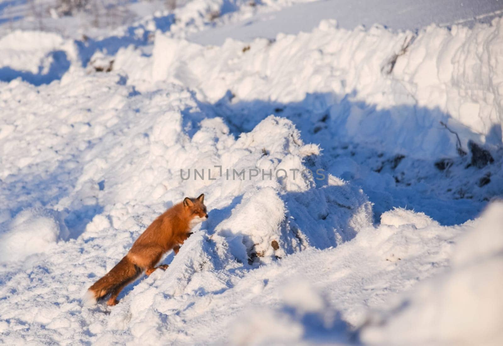 The fox runs through the snow in winter. Fox
