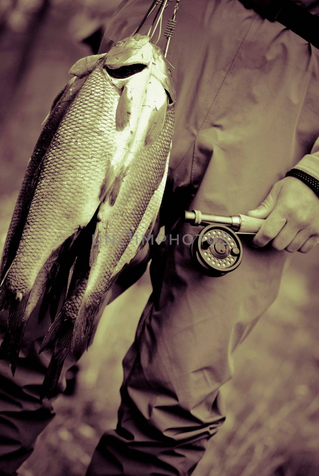 Mid section view of a person holding dead fish