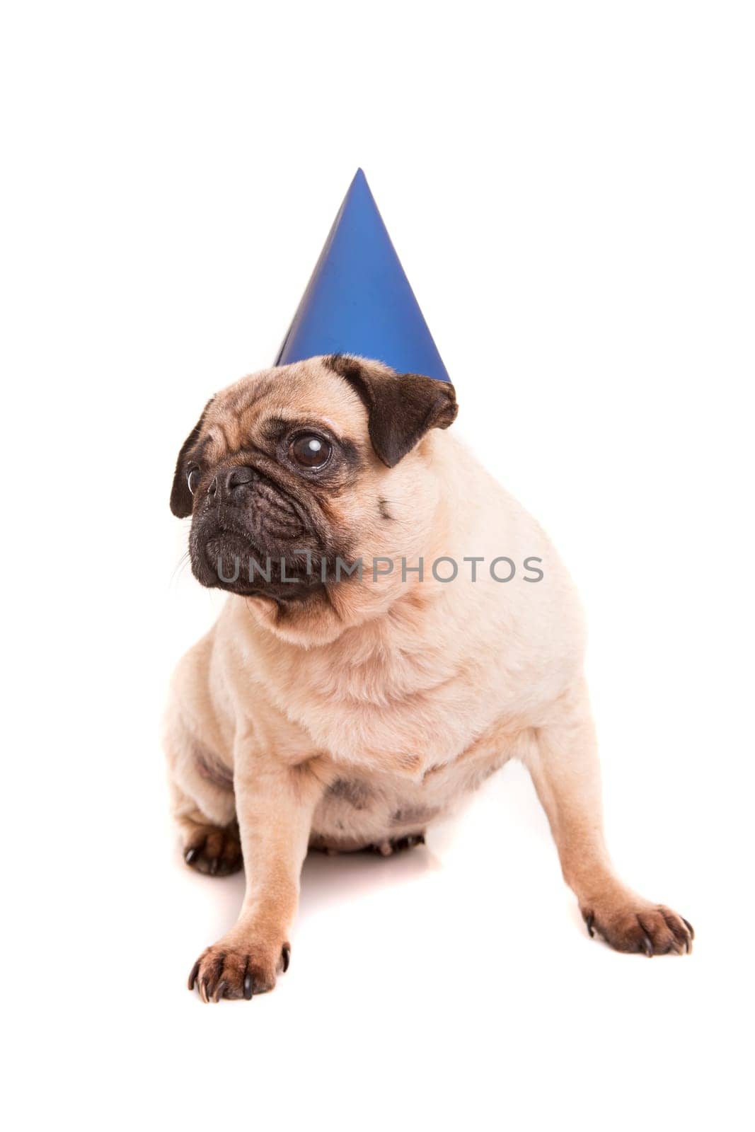Pug puppy wearing a festive hat, isolated over a white background