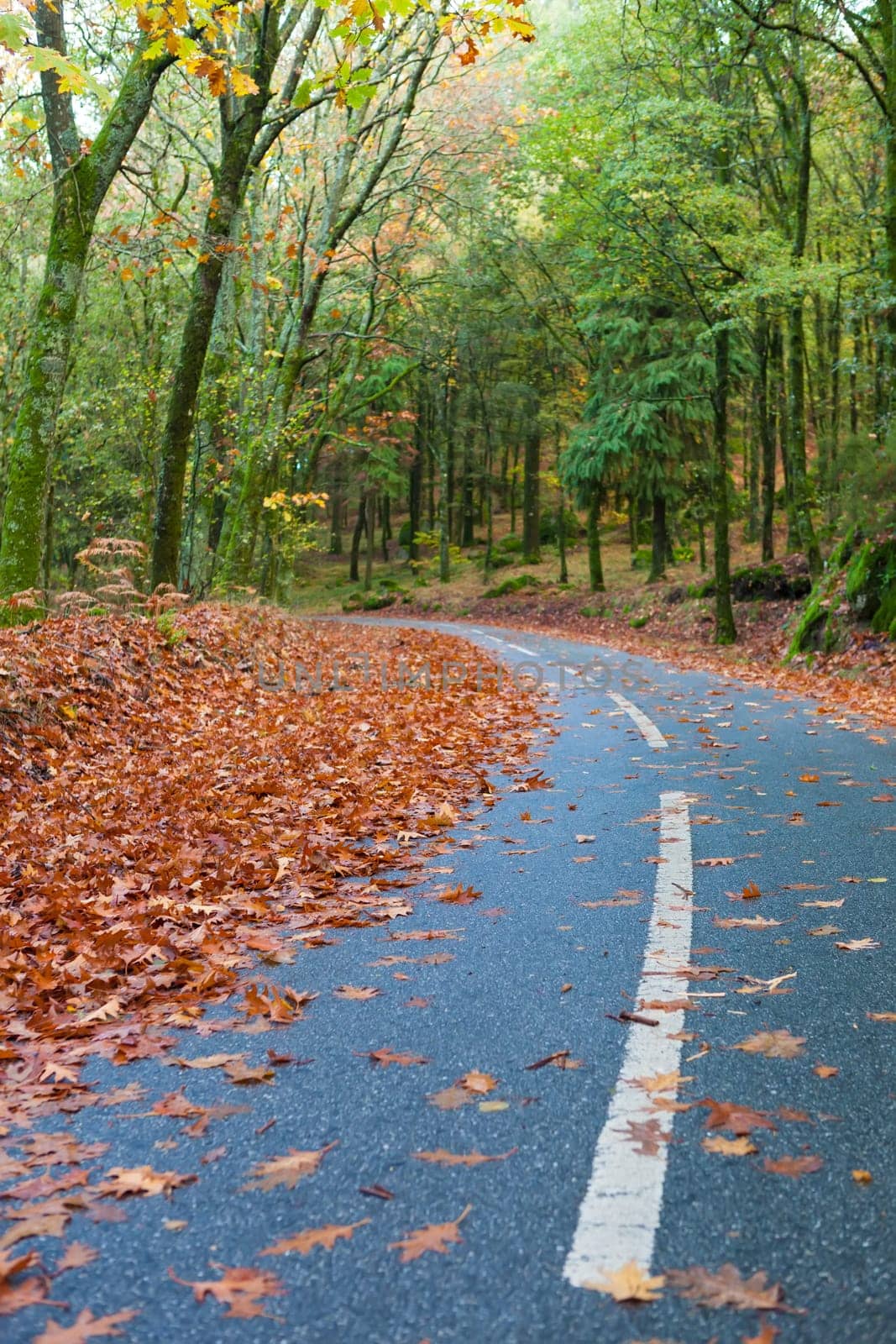 Autumn shot of the portuguese national park of geres