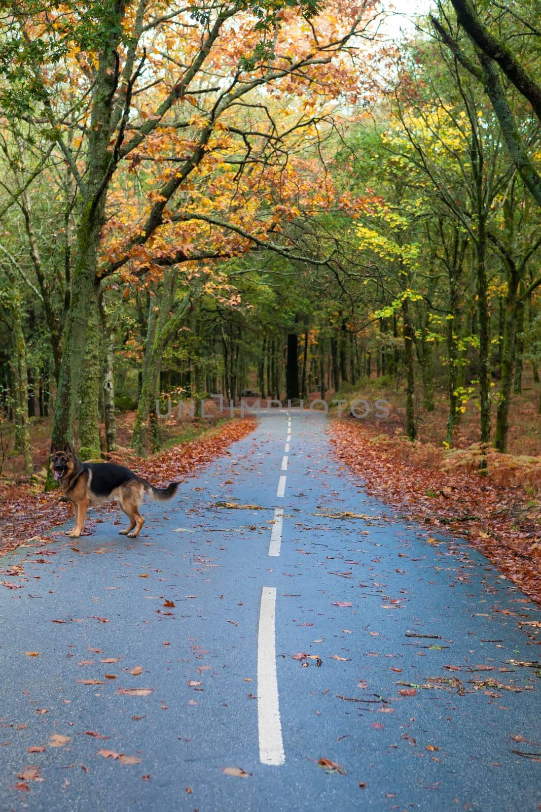 Autumn shot of the portuguese national park of geres