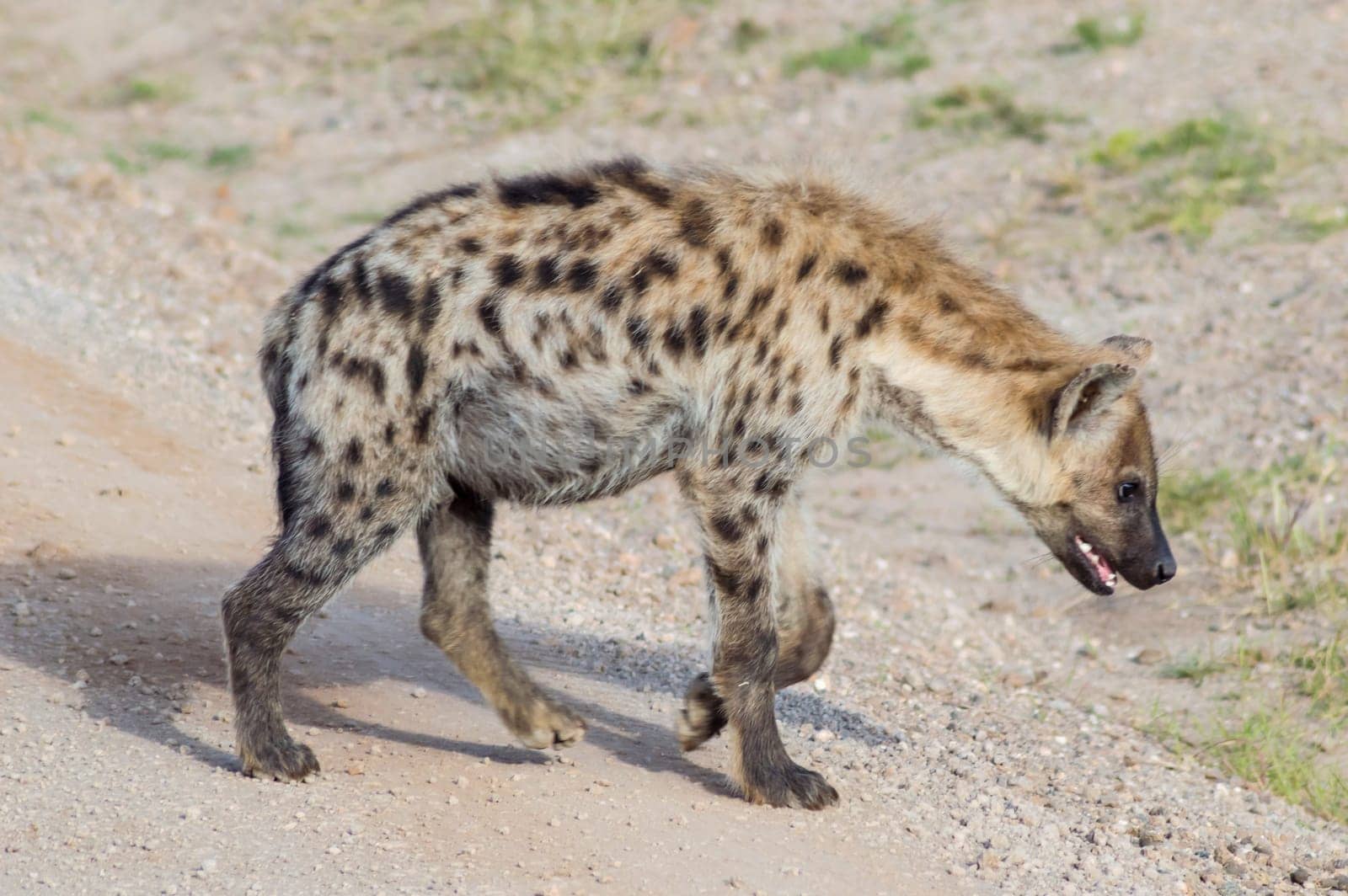 Short portrait of a spotted hyena (Crocuta crocuta) strolling curiously out of its den in Ambosseli National Park, Kenya.