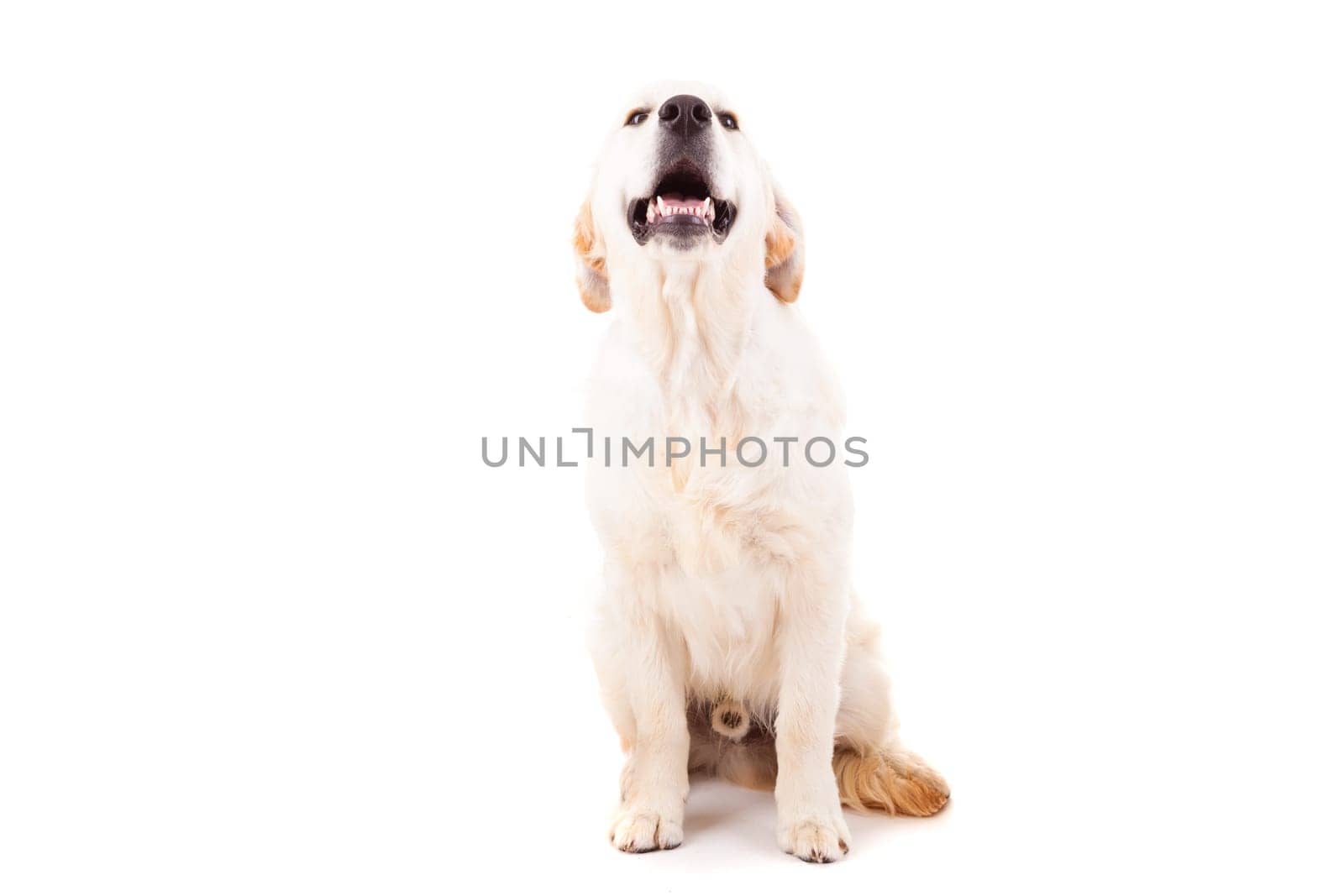 Studio photo of a baby golden retriever, isolated over a white background