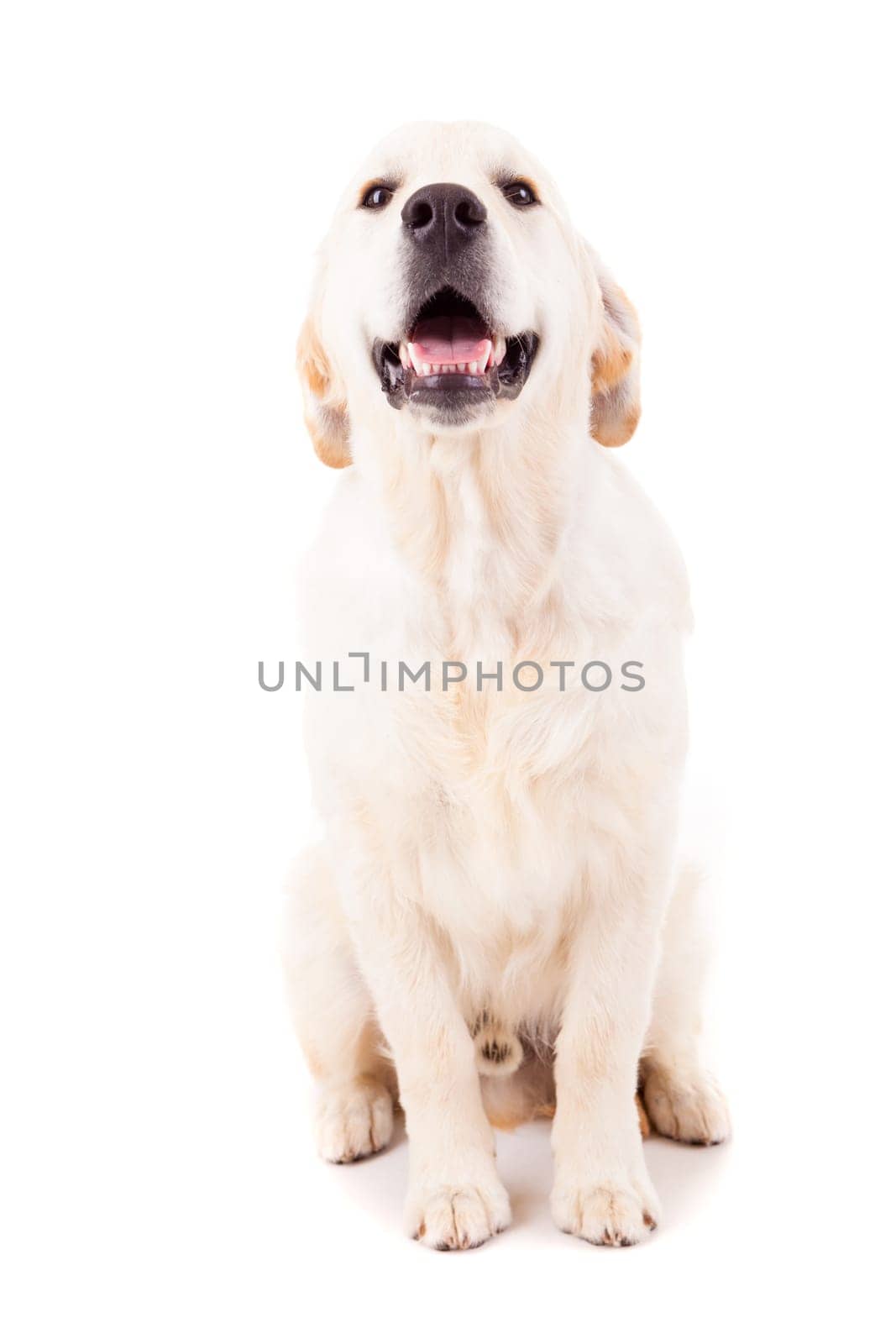 Studio photo of a baby golden retriever, isolated over a white background