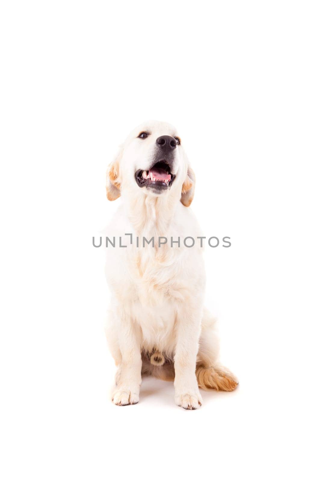 Studio photo of a baby golden retriever, isolated over a white background