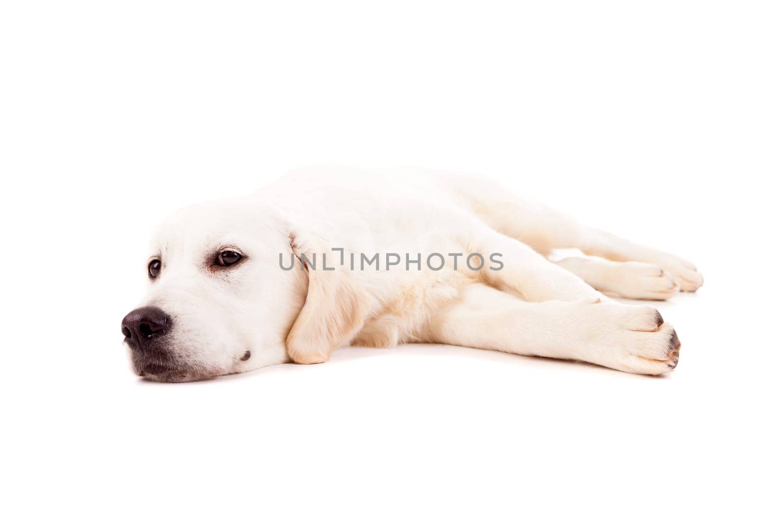Studio photo of a baby golden retriever, isolated over a white background