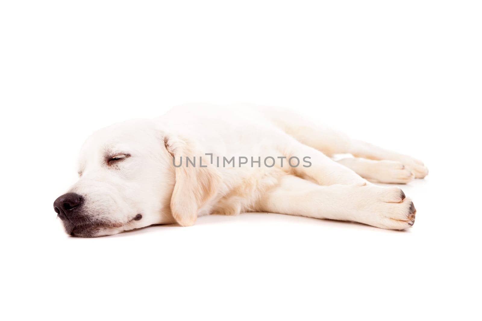 Studio photo of a baby golden retriever, isolated over a white background