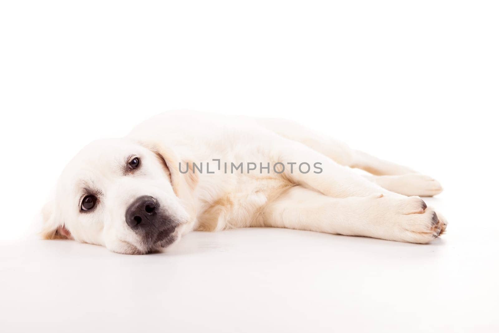 Studio photo of a baby golden retriever, isolated over a white background