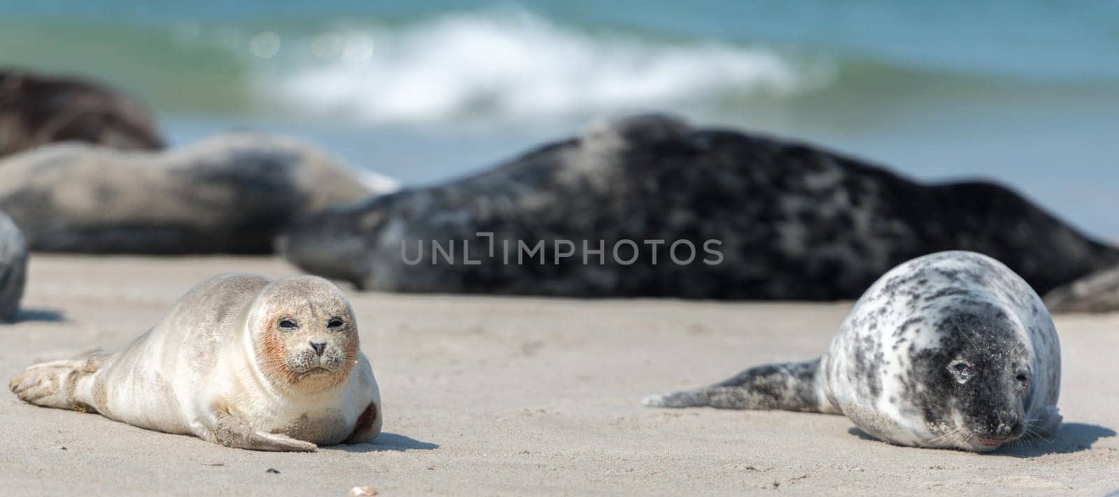 Seal mother and boy on the beach