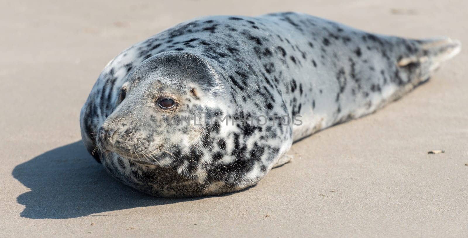 Cone seal on the beach on the island of Dune