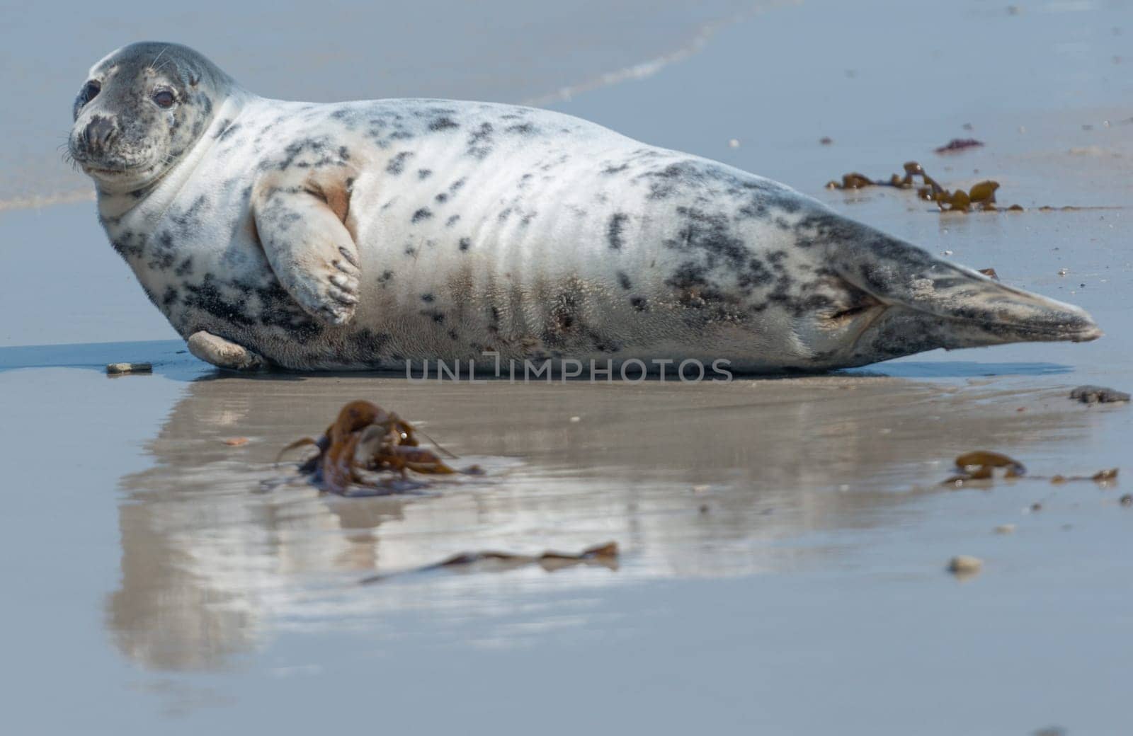 Cone seal on Helgoland