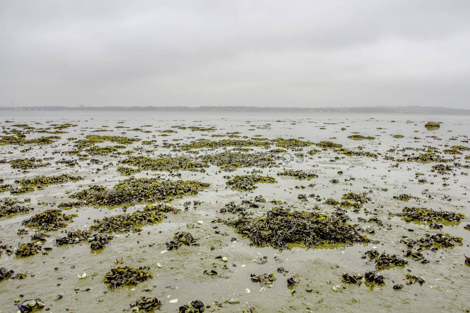 Seaweed on a low tide beach at autumn