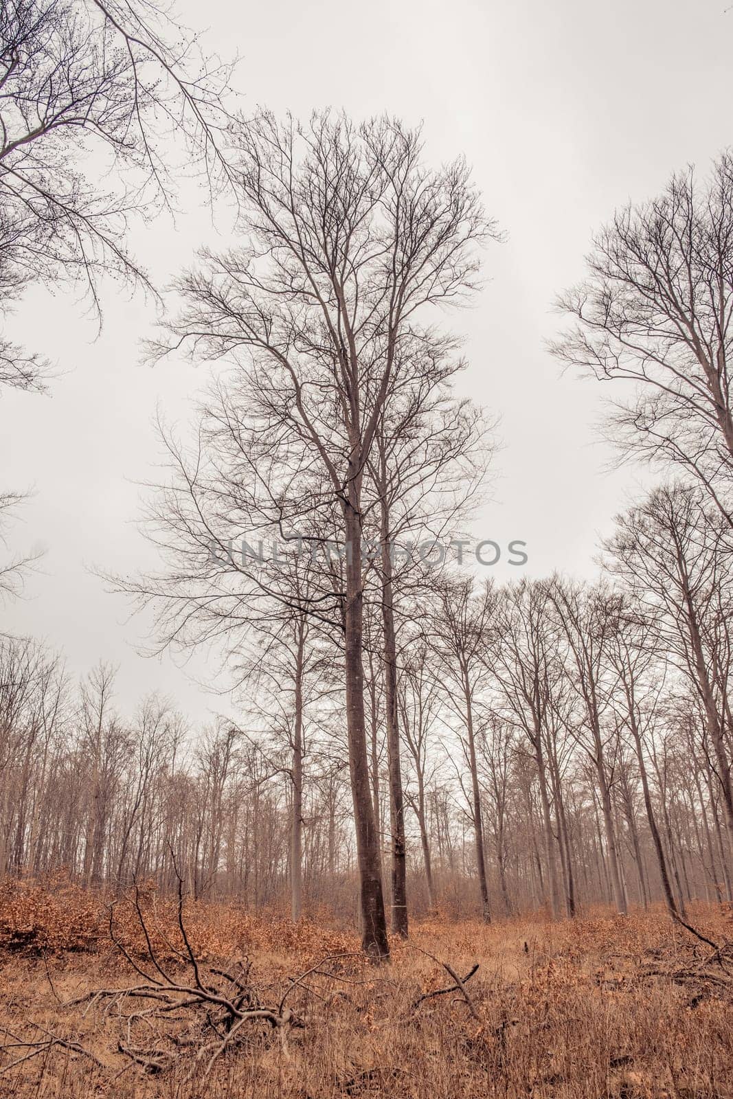 Forest scenery with trees in the autumn