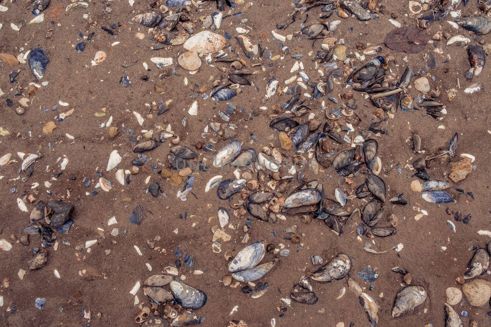Many clam shells on a sand beach