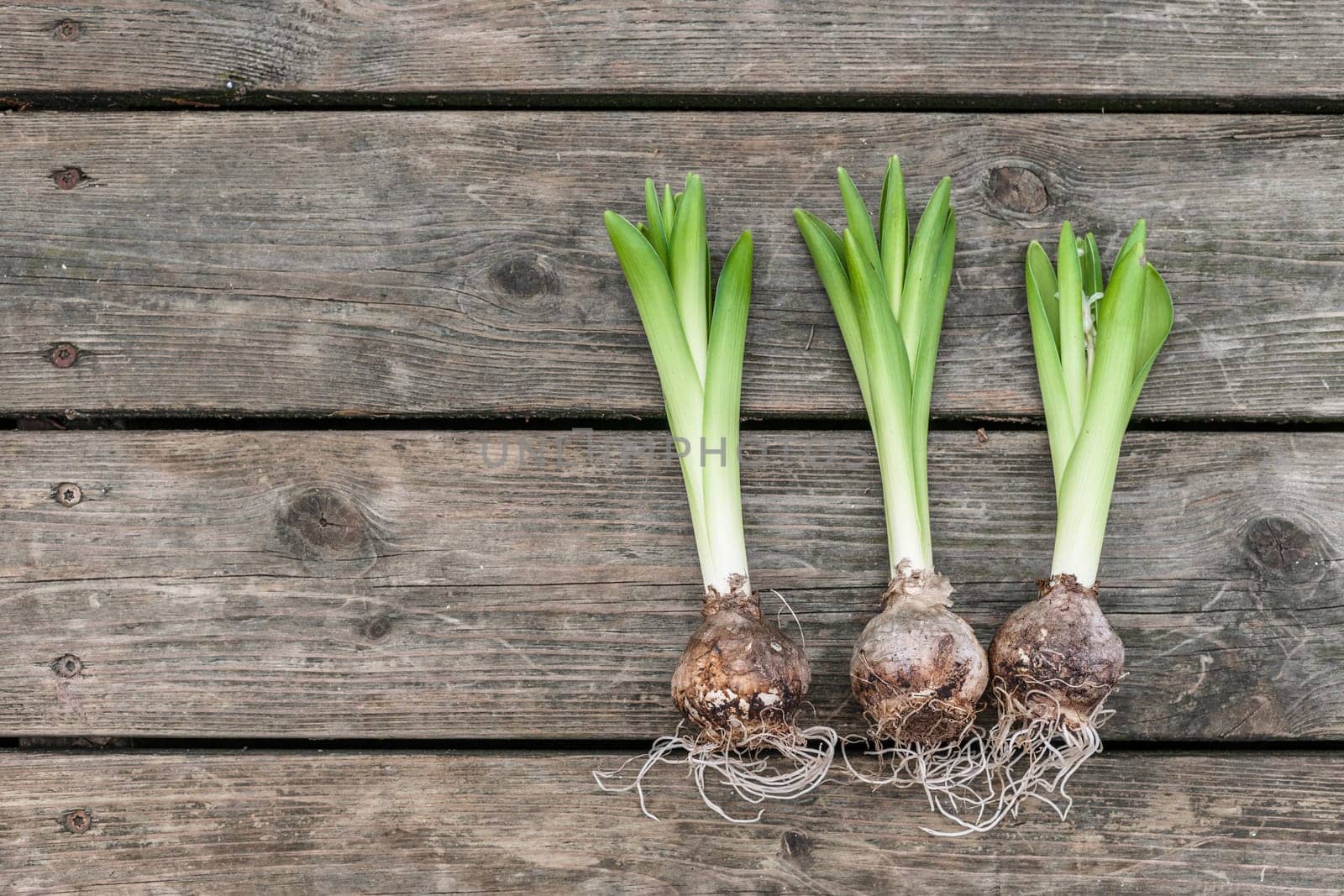 Hyacinth onions on a wooden table
