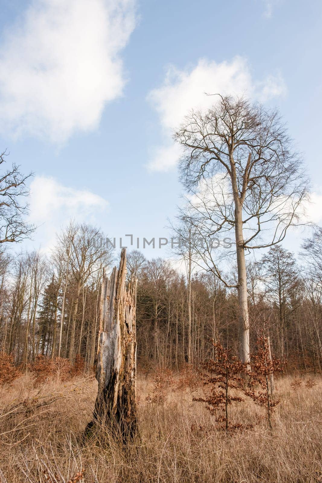 Danish forest with tall trees in autumn