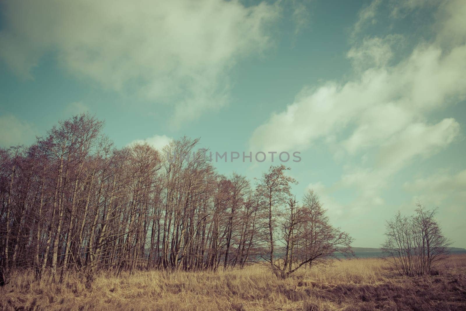 Forest foliage in retro colors