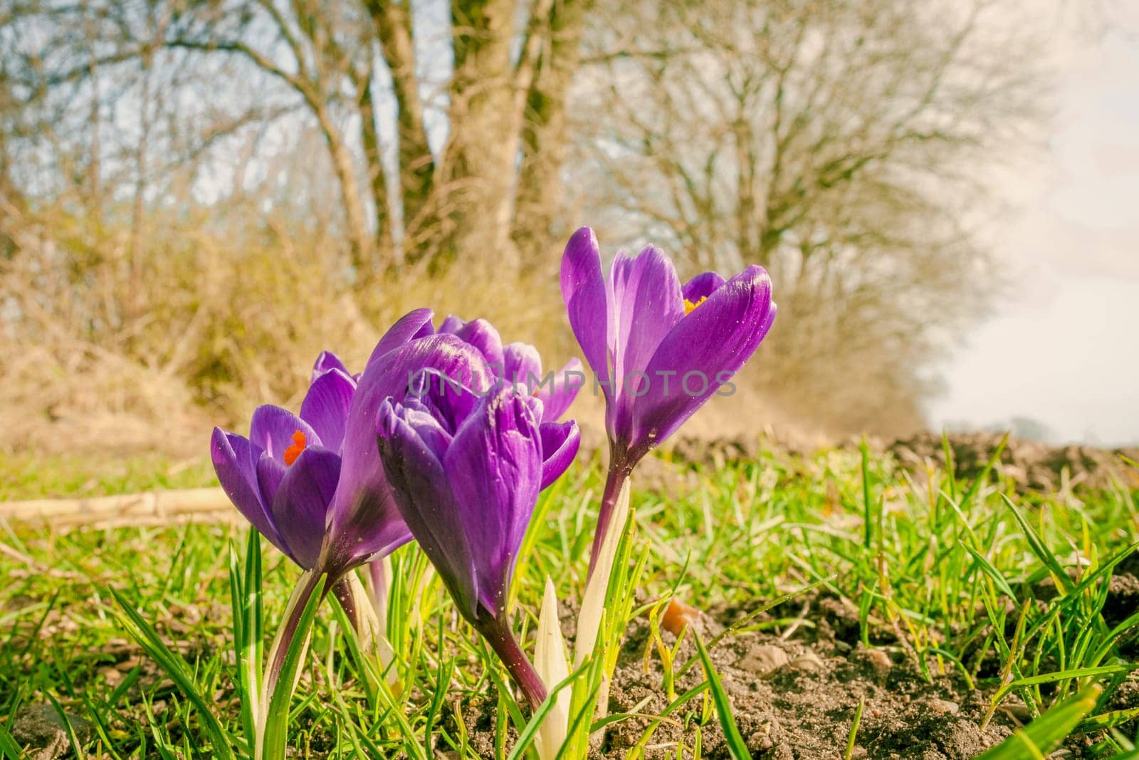 Purple crocus flowers at springtime