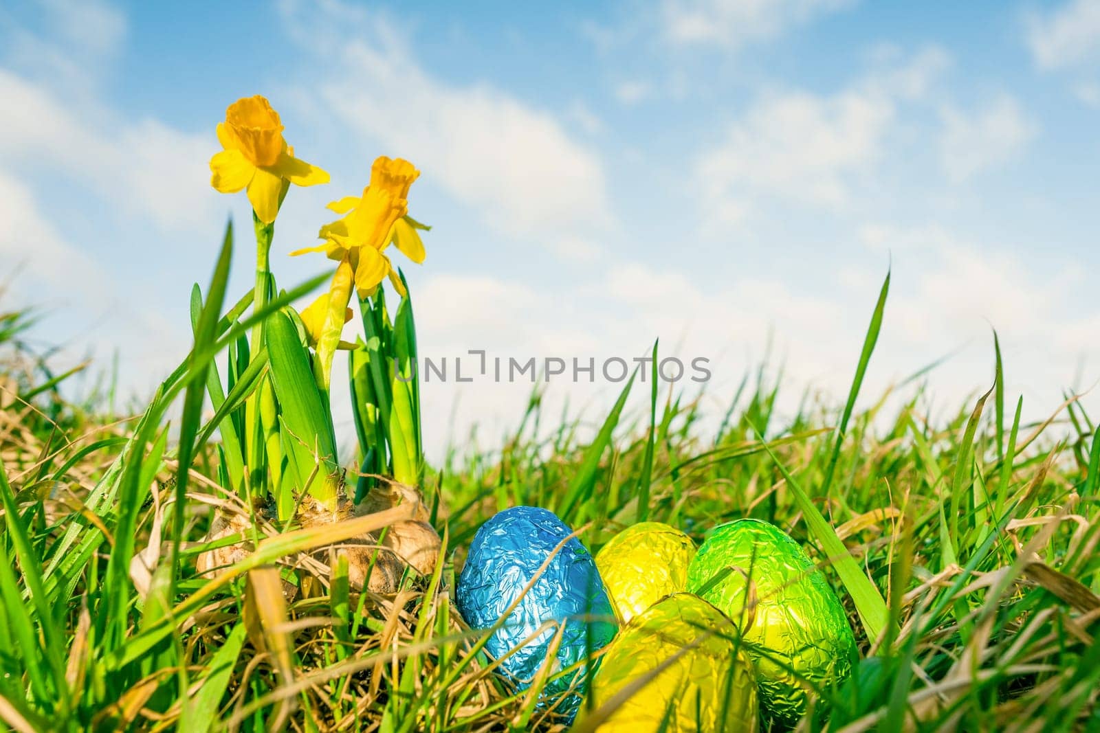 Easter eggs in grass with daffodils