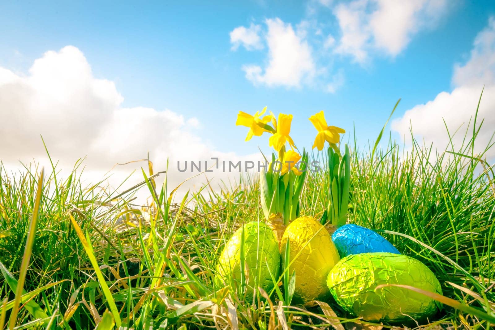 Easter eggs in green grass with daffodils