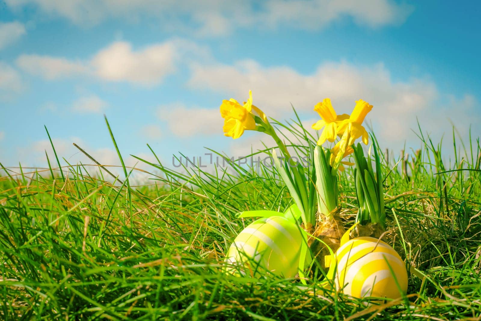 Easter eggs and yellow daffodils in green grass