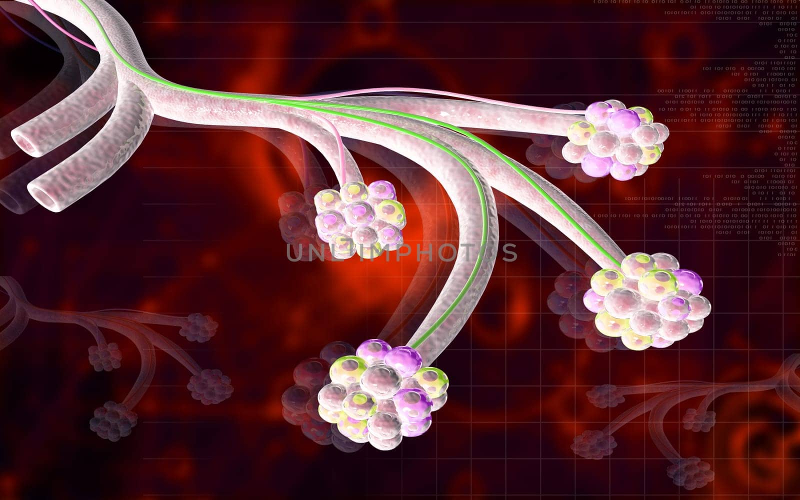 Digital illustration of alveoli in colour background