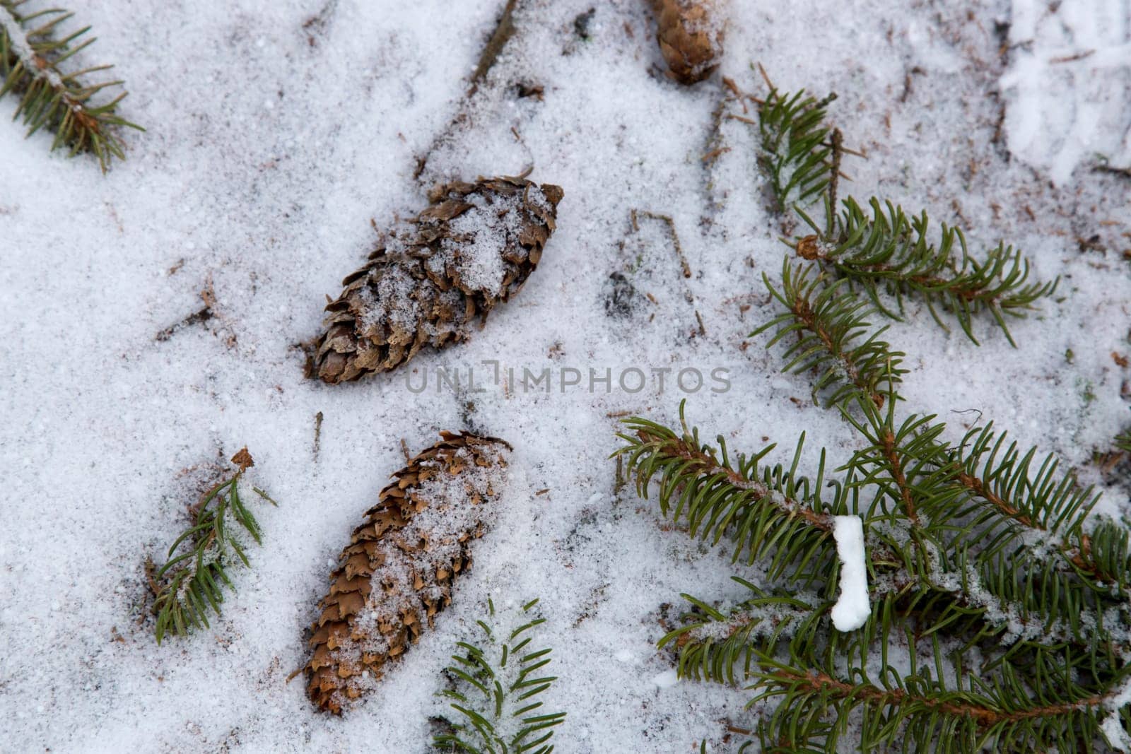 Pinecones on Snowy Ground in winter.