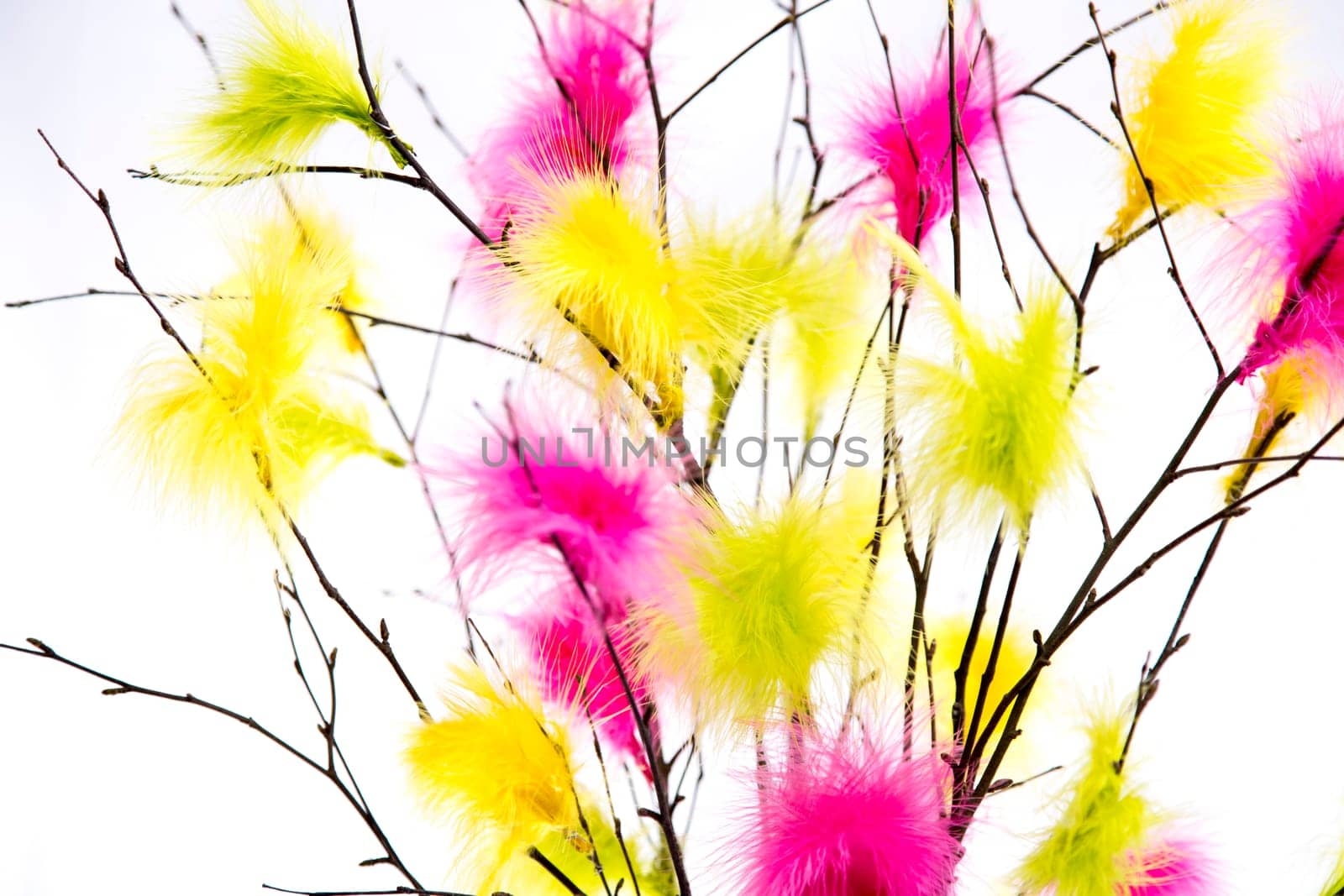 Easter Twigs with Coloured Feathers with white background