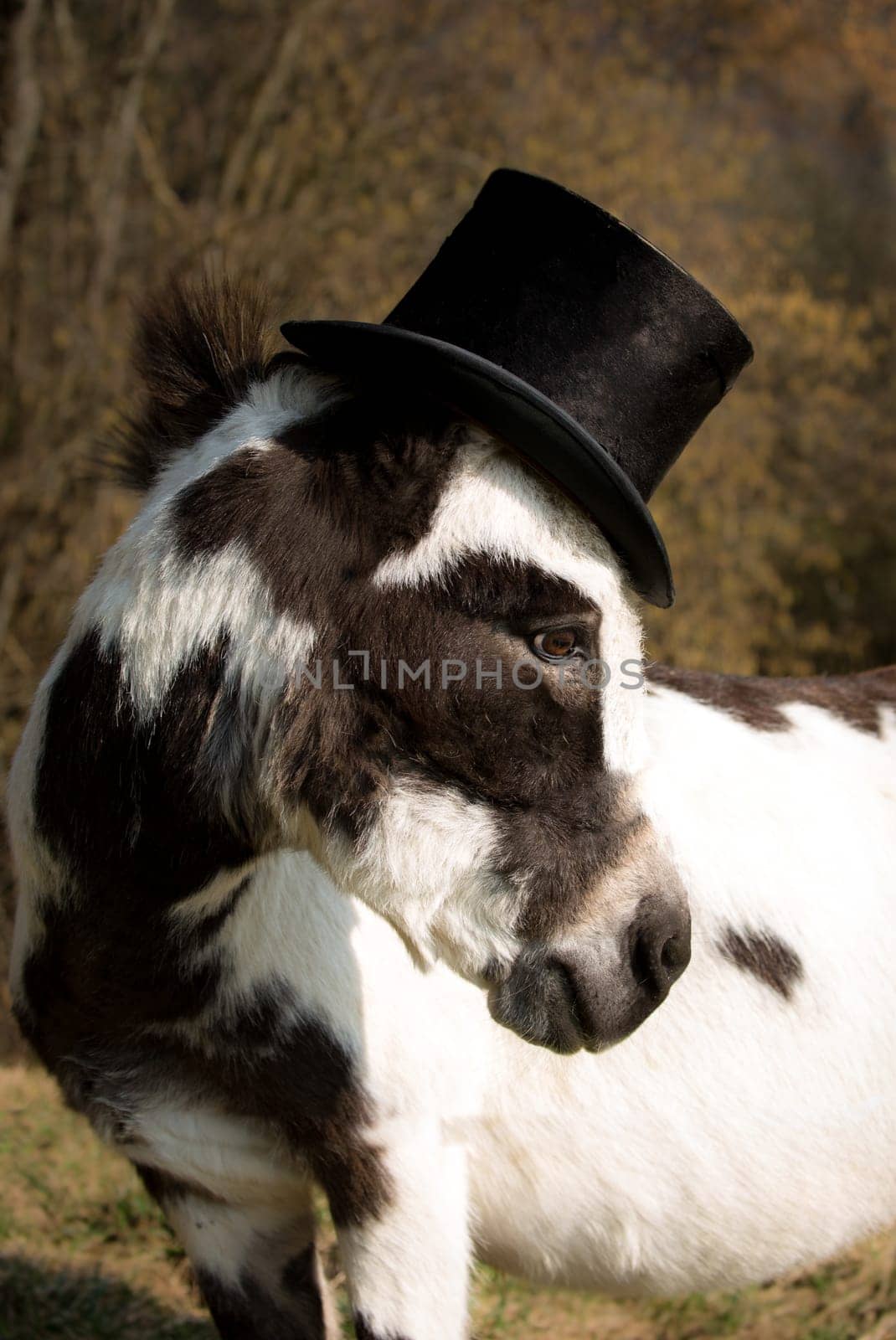 donkey
