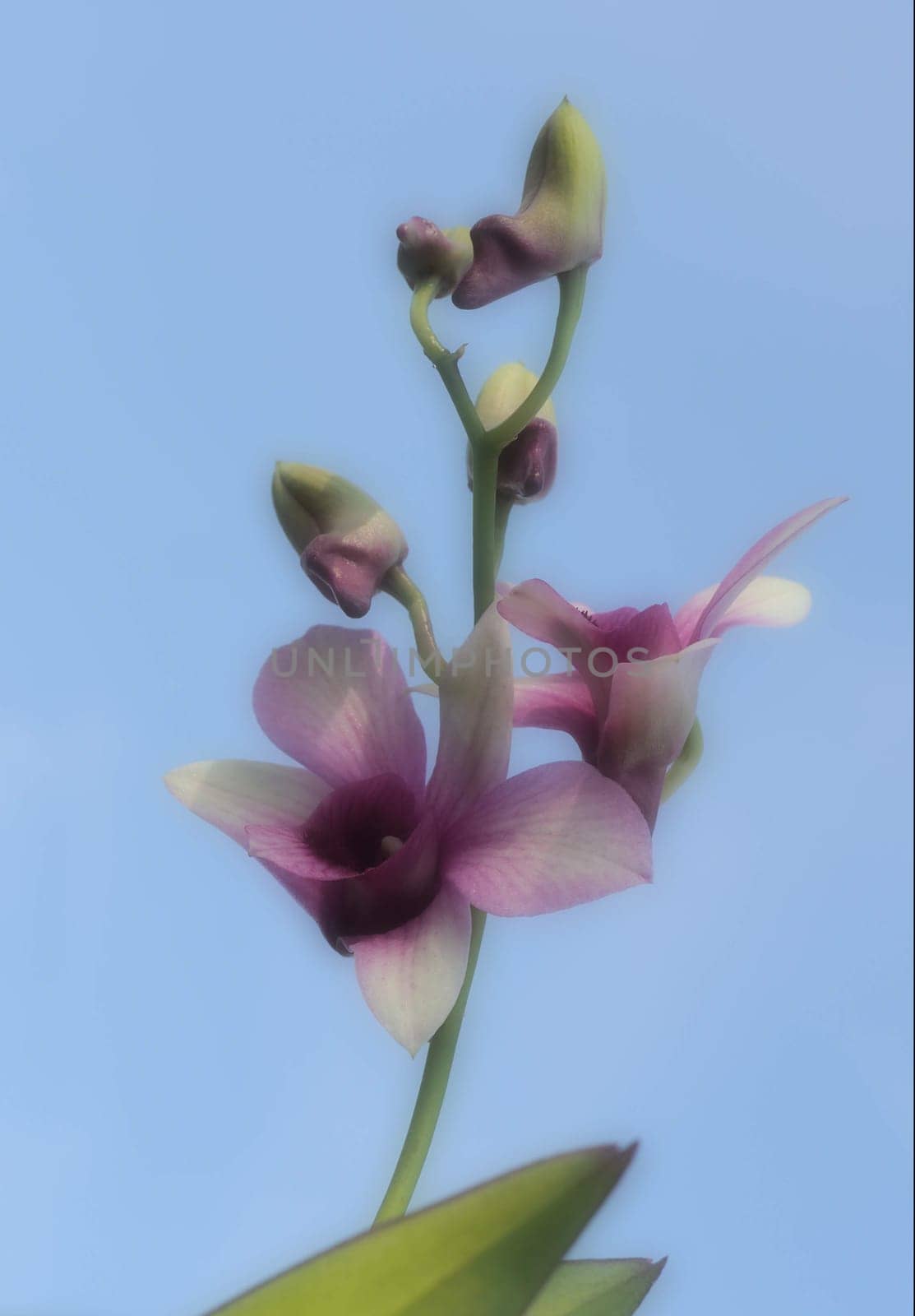 Orchid - Cymbidium - Art