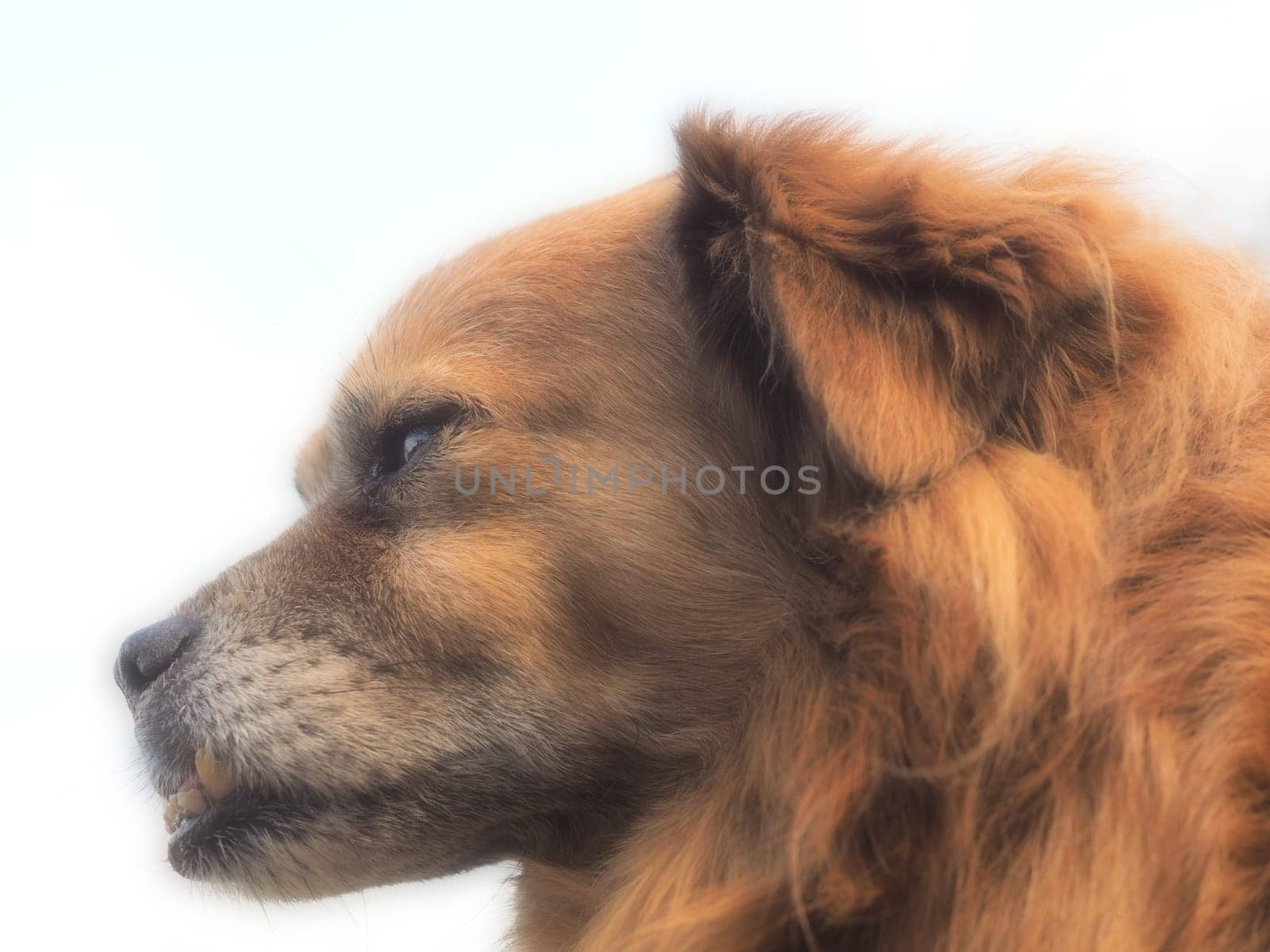 Dog Portrait - Foxy - Art