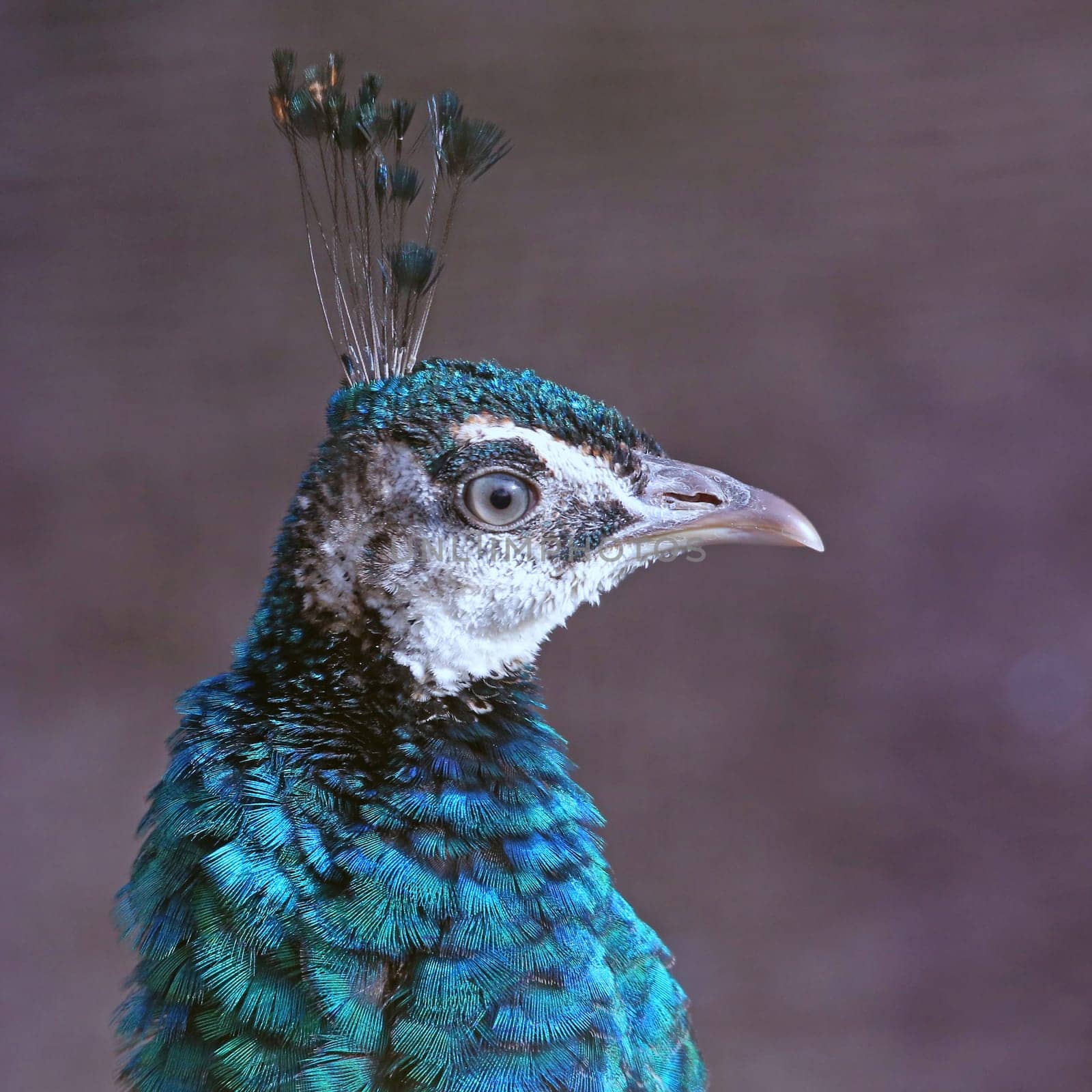 Female peacock wears feather crown