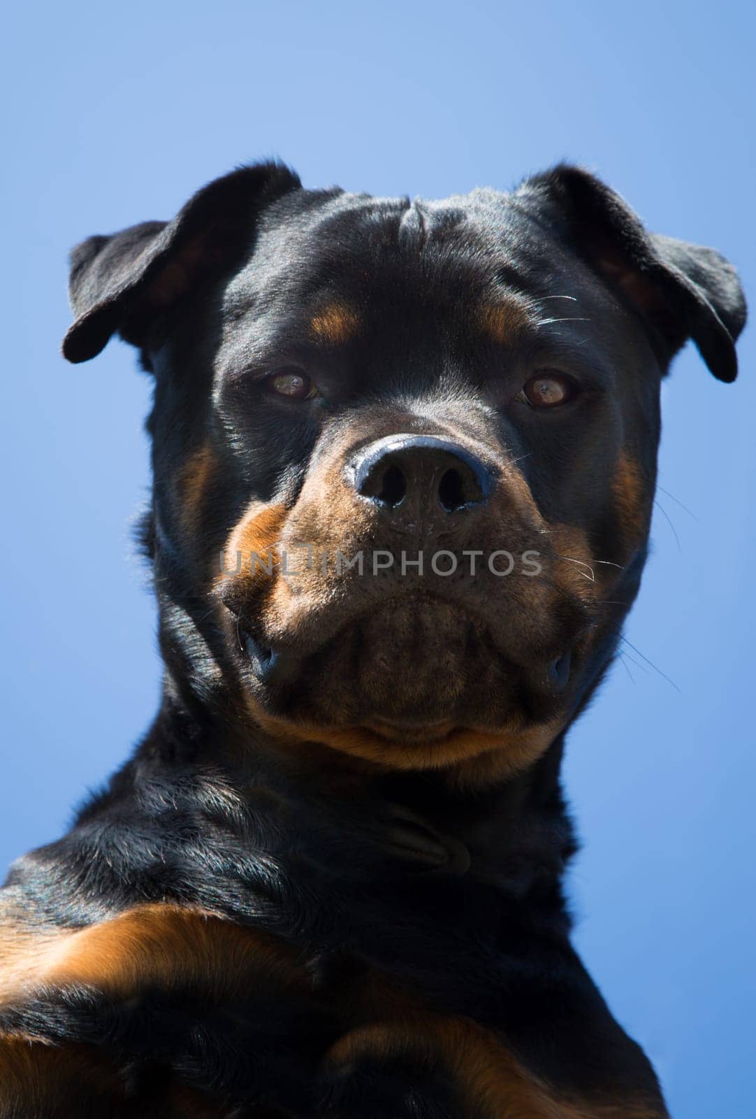 Rottweiler