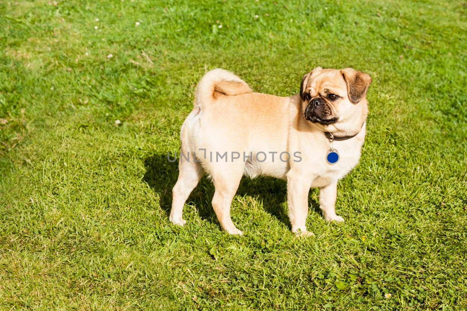 Dog Pug on green grass in a park