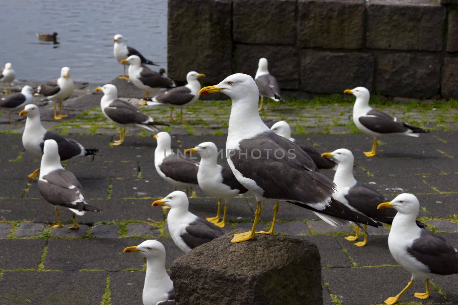 seagulls near a pond in the center of Reykjavik