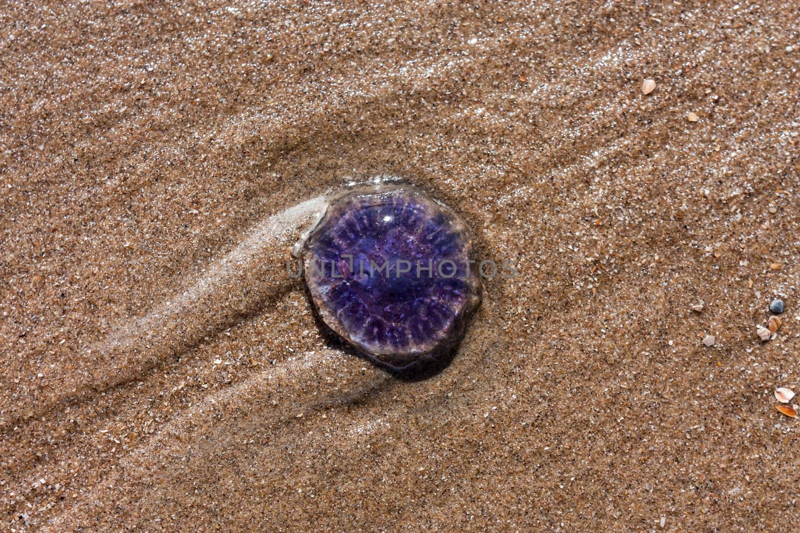 blue jellyfish on the sandy beach