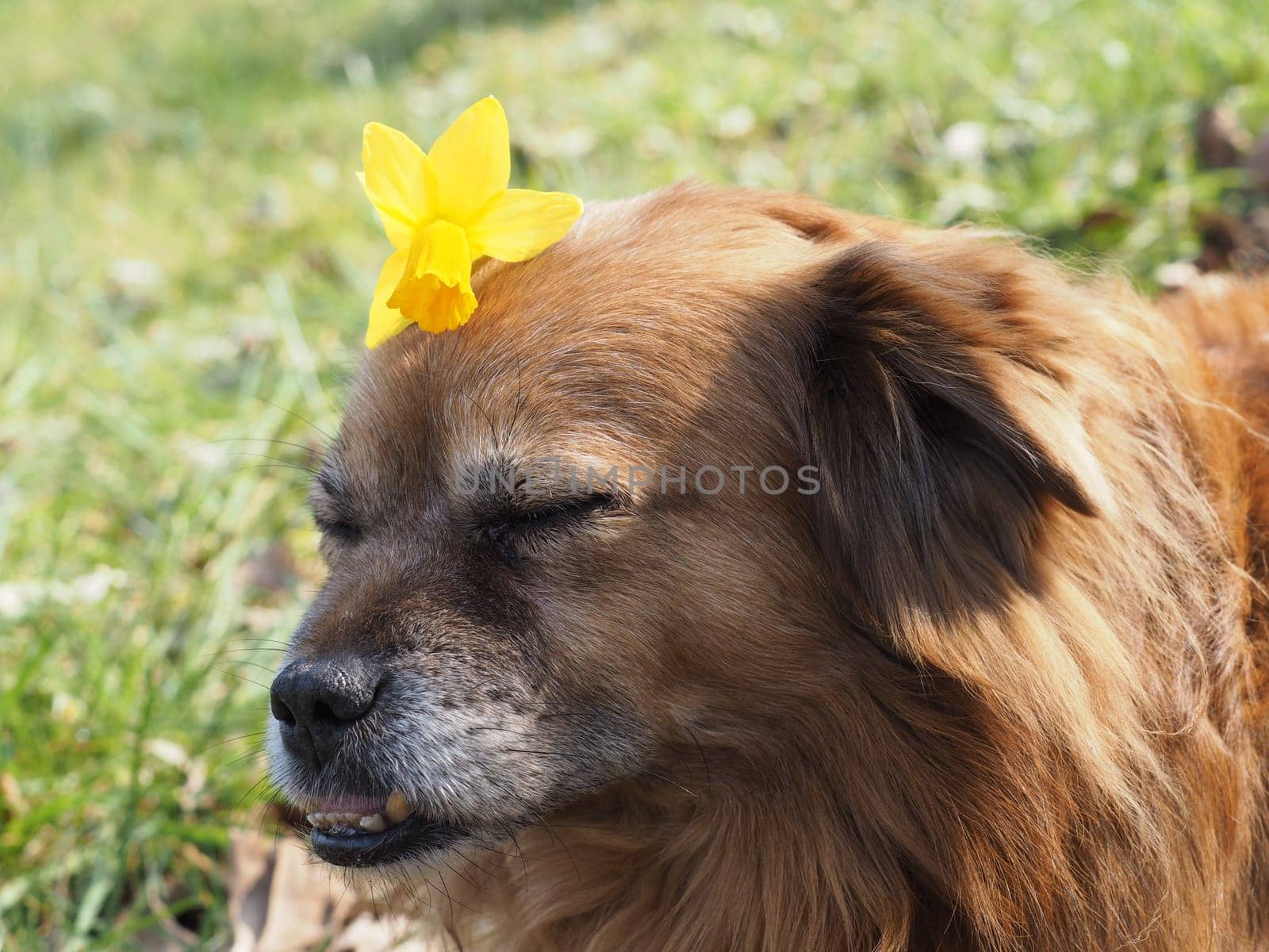 Dog Portrait - Foxy - Art