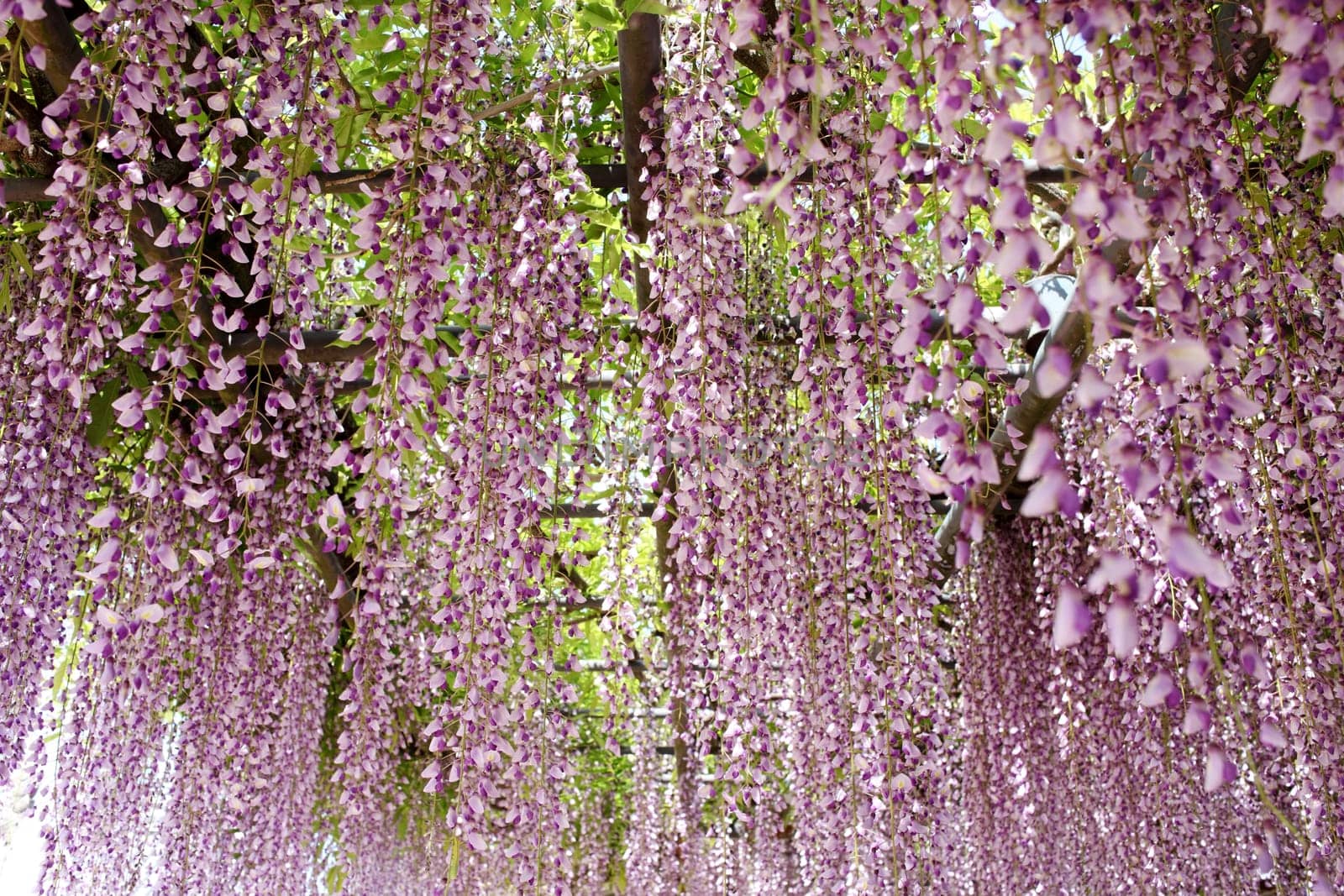 purple wisteria flowers
