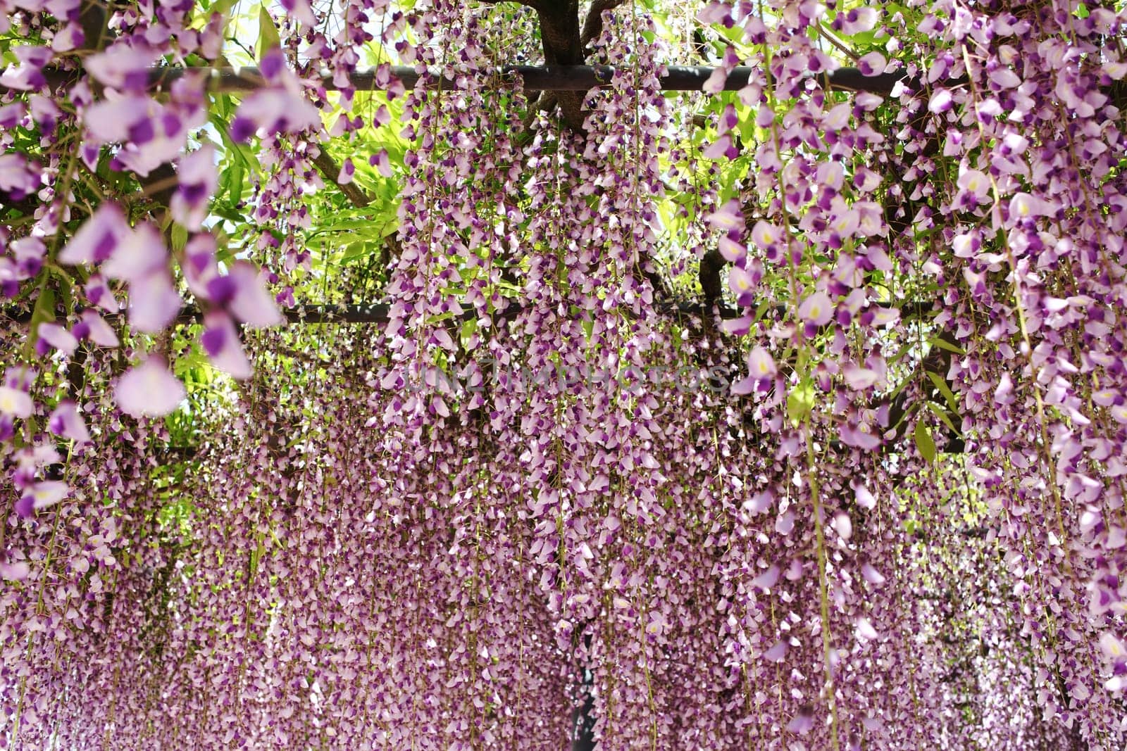 purple wisteria trellis in the Japanese Garden