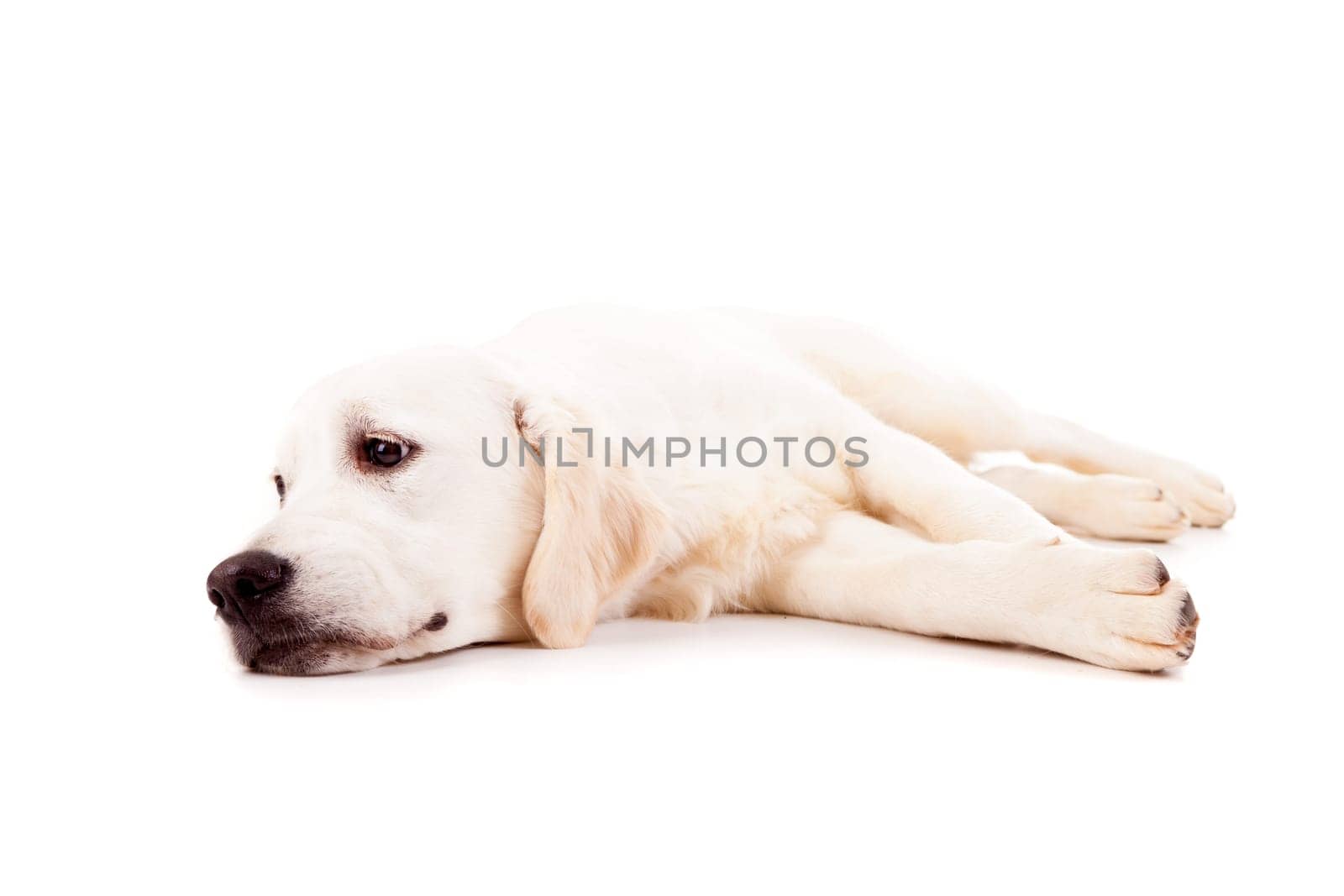 Studio photo of a baby golden retriever, isolated over a white background