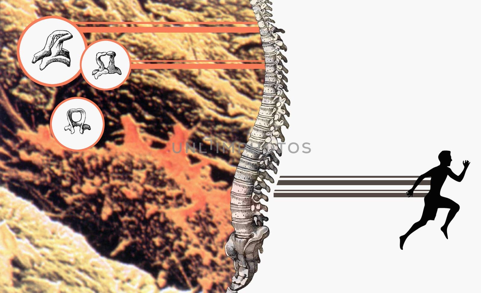 Diagrams of human organs