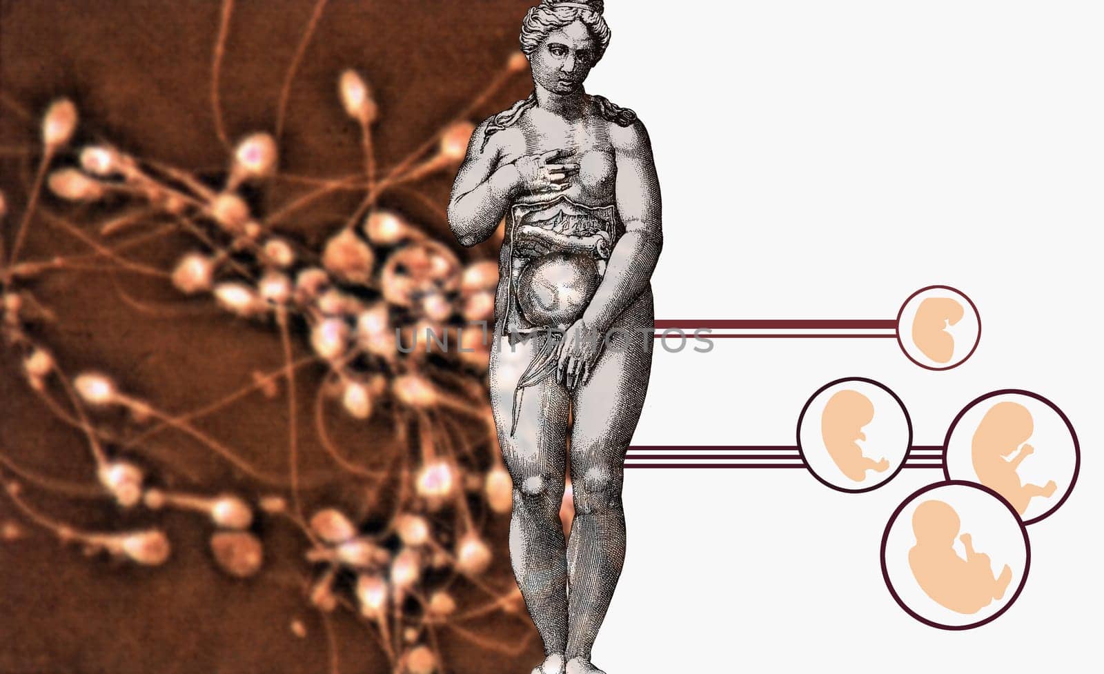 Naked woman beside diagrams of human fetuses