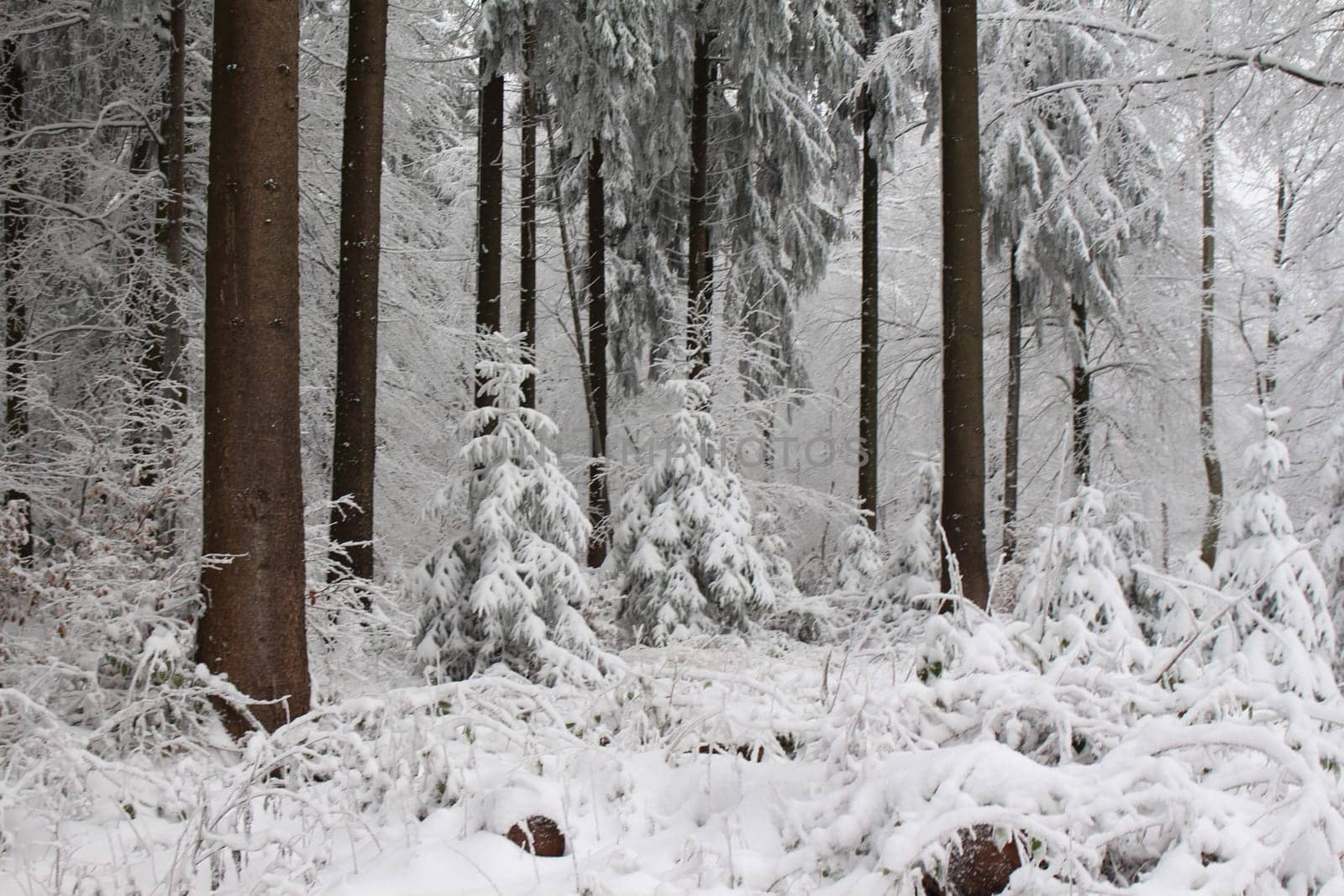 Thuringian forest